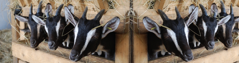 Ferme du Cap'Vert