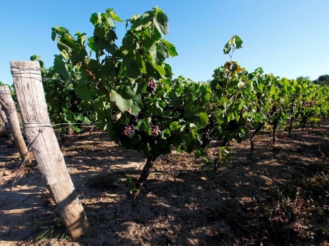 Domaine de la flomenchère Domaine de la flomenchère
