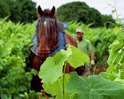 Domaine des jumeaux